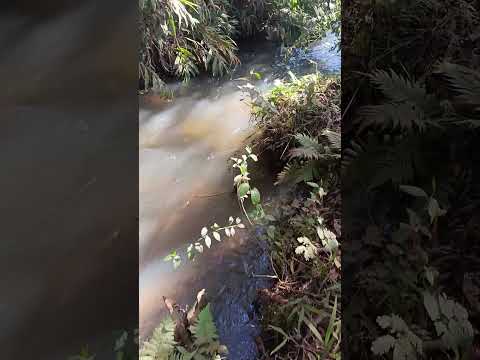 nascente córrego da lagoa.santa Helena de Goiás