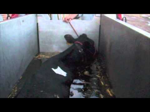 download lagu mp3 mp4 Cow Float, download lagu Cow Float gratis, unduh video klip Cow Float