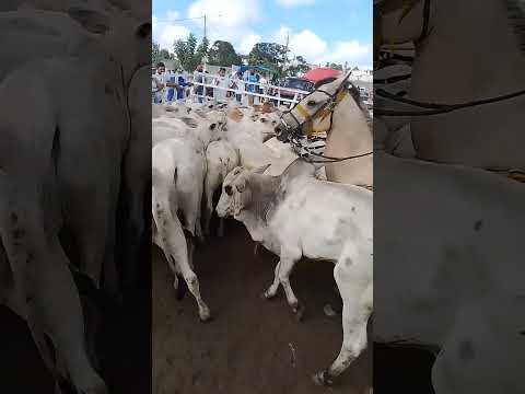 gado de luxo na feira de Gado de jupi Pernambuco