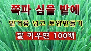 [텃밭농부 2,027]  쪽파밭에 밑거름 넣고 토양만들기. 잘 키우면 100배. #쪽파재배