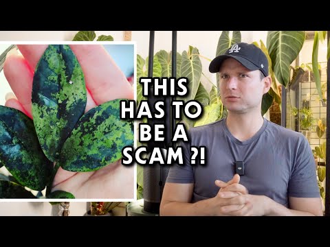 Overhyped & Overpriced - reacting to Plant Trends #2