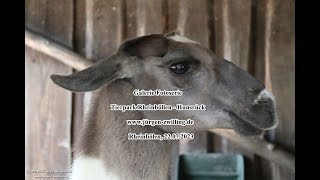 Galerie Fotoserie Tierpark Rheinböllen Hunsrück 