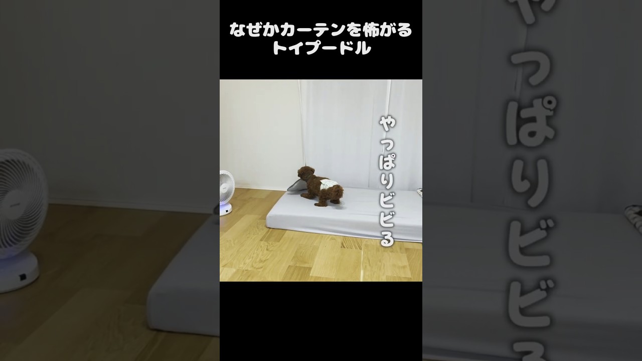 なぜかカーテンを すごく怖がるトイプードル