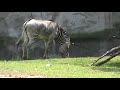 Zebra Detroit Zoo August 30 2018