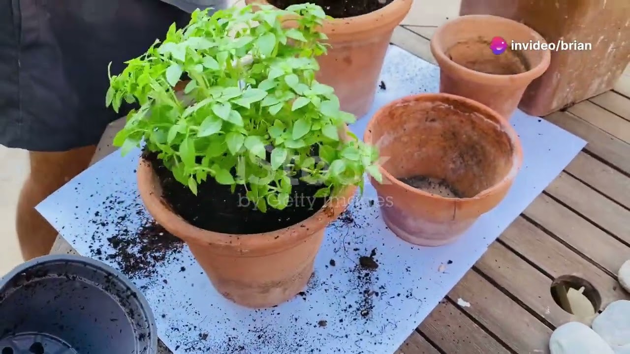 10 Essential Gardening Tips for Beginner