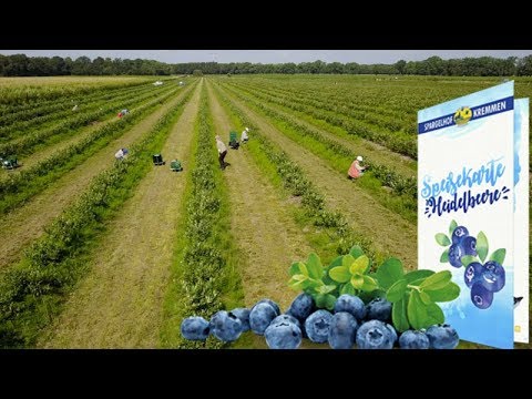 Heidelbeeren vom Spargelhof in Kremmen 2017