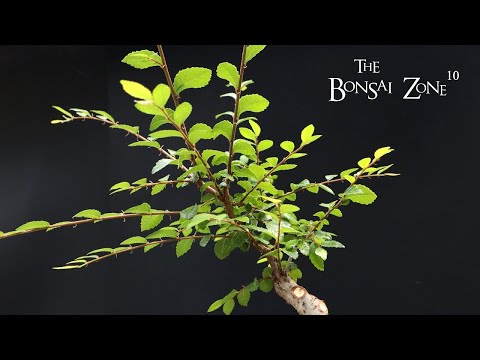 Pruning for the Future on My Chinese Elm, The Bonsai Zone, May 2023