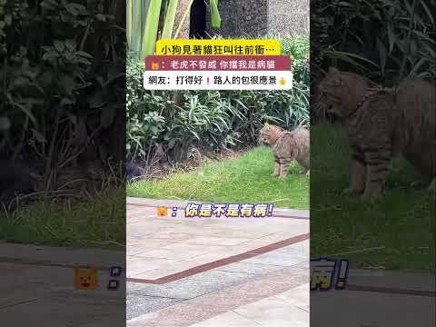 小狗見著貓狂叫往前衝💥…🐱：老虎不發威 你擋我是病貓❓網友：打得好❗路人的包很應景👍 #cat #dog #shorts #cutecat #funny