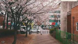 MAVIC PRO Platinum - 180408 Cherry Blossom &amp; CRASH
