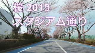 桜並木ドライブ 2019 スタジアム通り 01 2019年3月 BGM