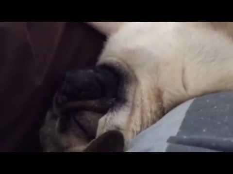 DCS Offtopic - My new (snoring) Co-Pilot