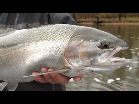 Michigan Fall Steelhead Fishing - Discovering New Waters