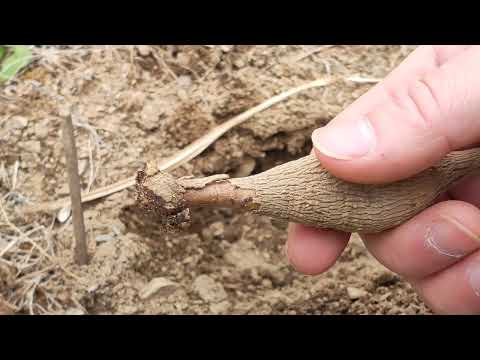 園芸 ダリアを植える
