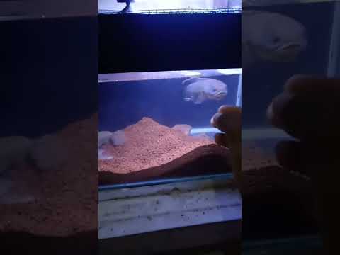 limbata lawu jumbo niee boss senggol dong..... #channa #shorts