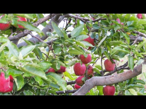 किन्नौर सेब: हिमालय की ठंडी वादियों से आया पोषण और सेहत का प्रीमियम फल