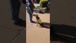 Video preview image #1 German Shepherd Dog-Unknown Mix Puppy For Sale in Dallas, TX, USA