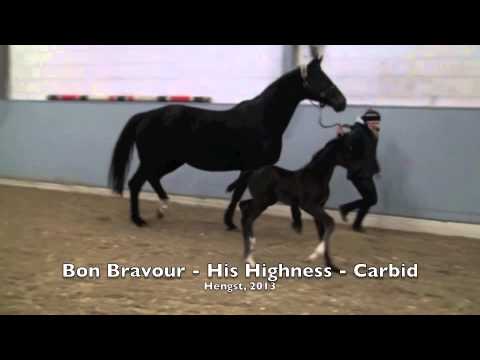 Bon Bravour aus der Helcivia von His Highness - Carbid Hengst geb 2013