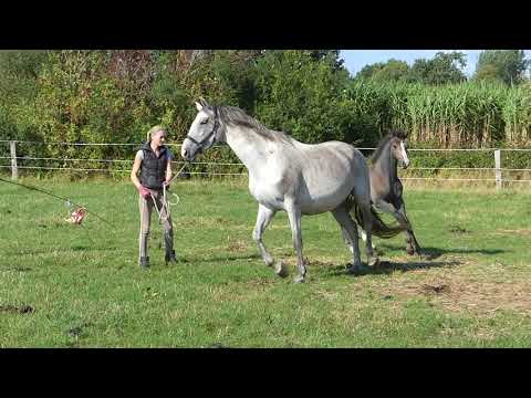 Stutfohlen von Hickstead White aus Cassini II/Contender