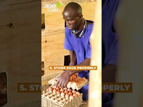 The correct way to collect, clean and store your chicken eggs