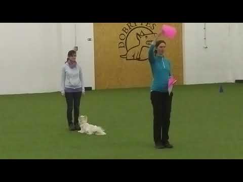 Joyce - unofficial OB Beginners Class, Blue Obedience Cup, RSDC 2018-11-24