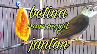 Download lagu kapas tembak betina memanggil jantan, untuk merangsang kapas tembak jantan agar cepat buka ekor mp3 Download lagu kapas tembak betina memanggil jantan, untuk merangsang kapas tembak jantan agar cepat buka ekor mp3