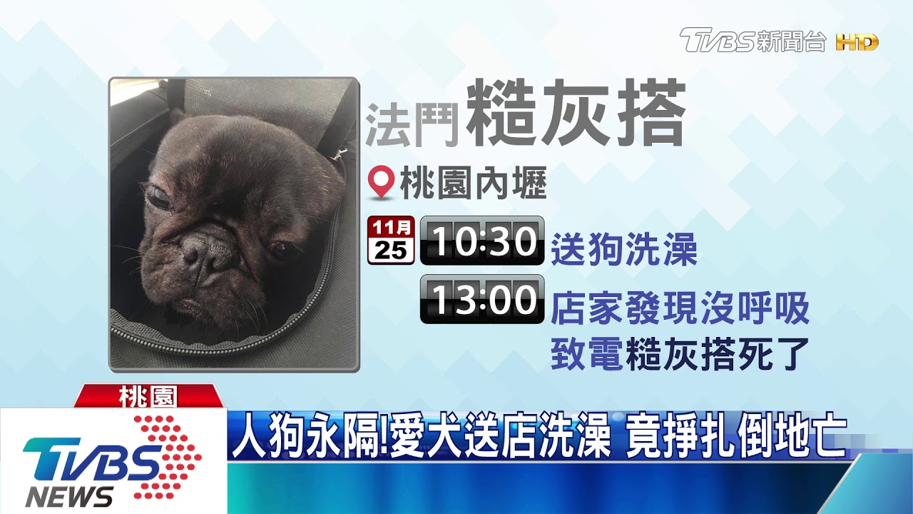 人狗永隔!愛犬送店洗澡 竟掙扎倒地亡