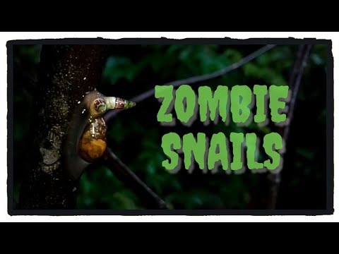 The Parasitic Worm that turns Snails into Disco Zombies | Zombie Snails