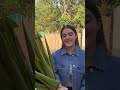 KAVYA THAPAR Runway Lifestyle Studio Model Reel 2023 Model And Actor Management Agency