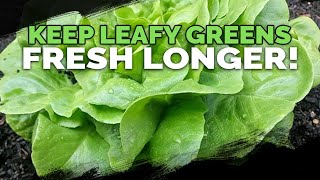 Double The Shelf Life Of Your Leafy Greens in 3 Steps
