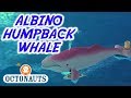 Octonauts Albino Humpback Whale Full Episode Cartoons For Kids