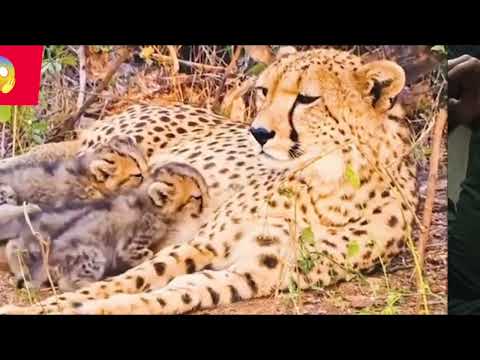 Lions Come Across Wild Dogs Catching Twin Baby Buffaloes Ghulam Farid😱