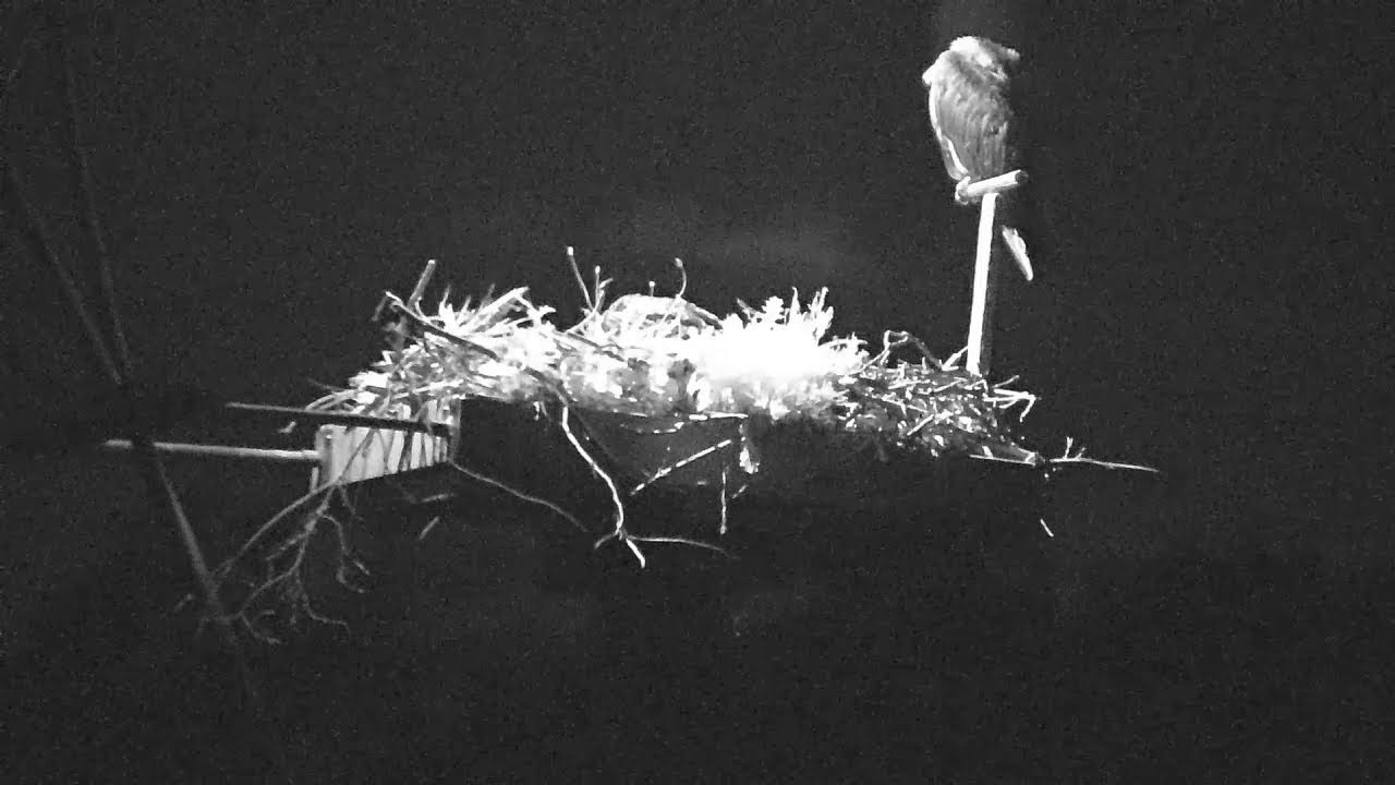 Live webcam view of Field Farm Osprey Nest