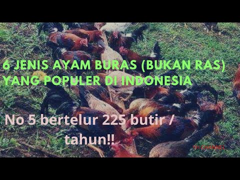, title : '6 Jenis Ayam Buras (Bukan Ras) yang populer di Indonesia!!'