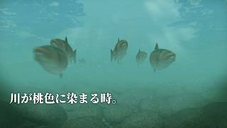 サクラマスが故郷へ帰る。8月22日【ぼくのなつやすみ３実況】