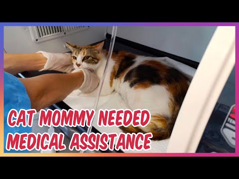 Cat Mommy Needed Medical Assistance