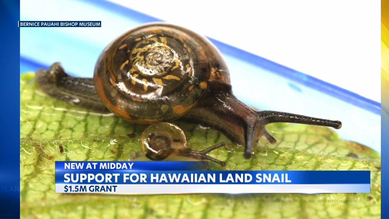 Bishop Museum gets $1.5M grant to protect endangered Hawaii Land Snails