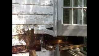 preview picture of video 'Millions of Bees Living in Wall of House - HUGE Swarm'