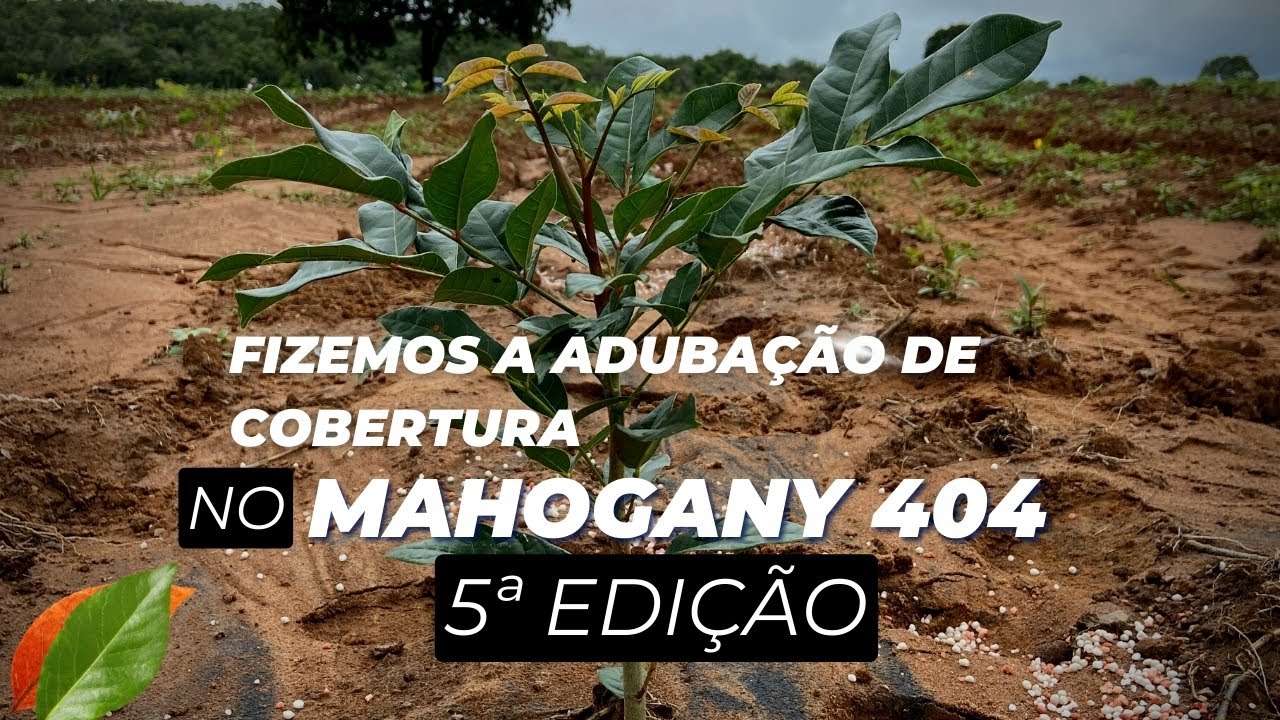 FIZEMOS A ADUBAÇÃO DE COBERTURA NO MAHOGANY 404 5 EDIÇÃO