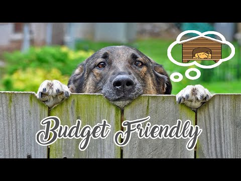 10 Budget Friendly Backyard Ideas For Dogs