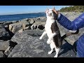 Grey And White Cat Is Unbelieavable Lovely And Cute