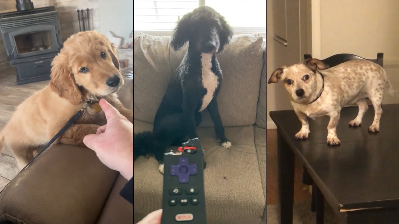 These Dogs Could Star in a Comedy Show