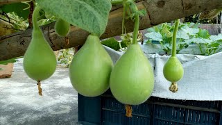ছাদ কৃষিঃ লাউ চাষ