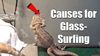 Why Your Beardie Glass Surfs