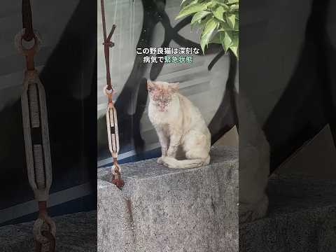 野良猫を引き取るためのヒント