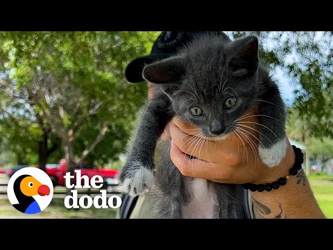 Crying Kitten Converts Boyfriend Into Cat Person | The Dodo