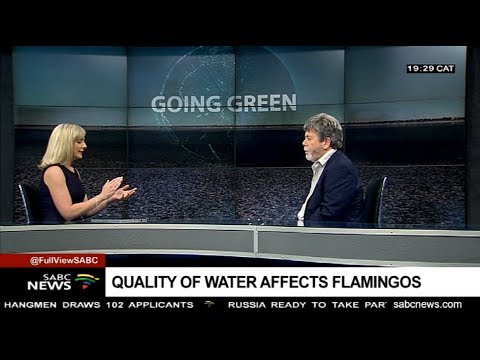 GOING GREEN: Conservation of Kimberly flamingos - Mark Anderson