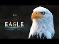 The Eagle Guardians Of The Sky Hindi Infinity Stream