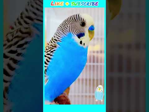 Budgie sounds for lonely Budgies at home