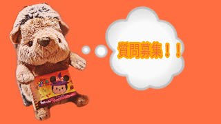 質問募集ーー！！