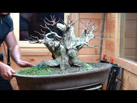 Season 2018. TREES - Carp 1